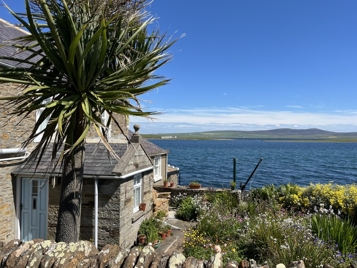 Die Orkneys und glückliche&nbsp;Kühe