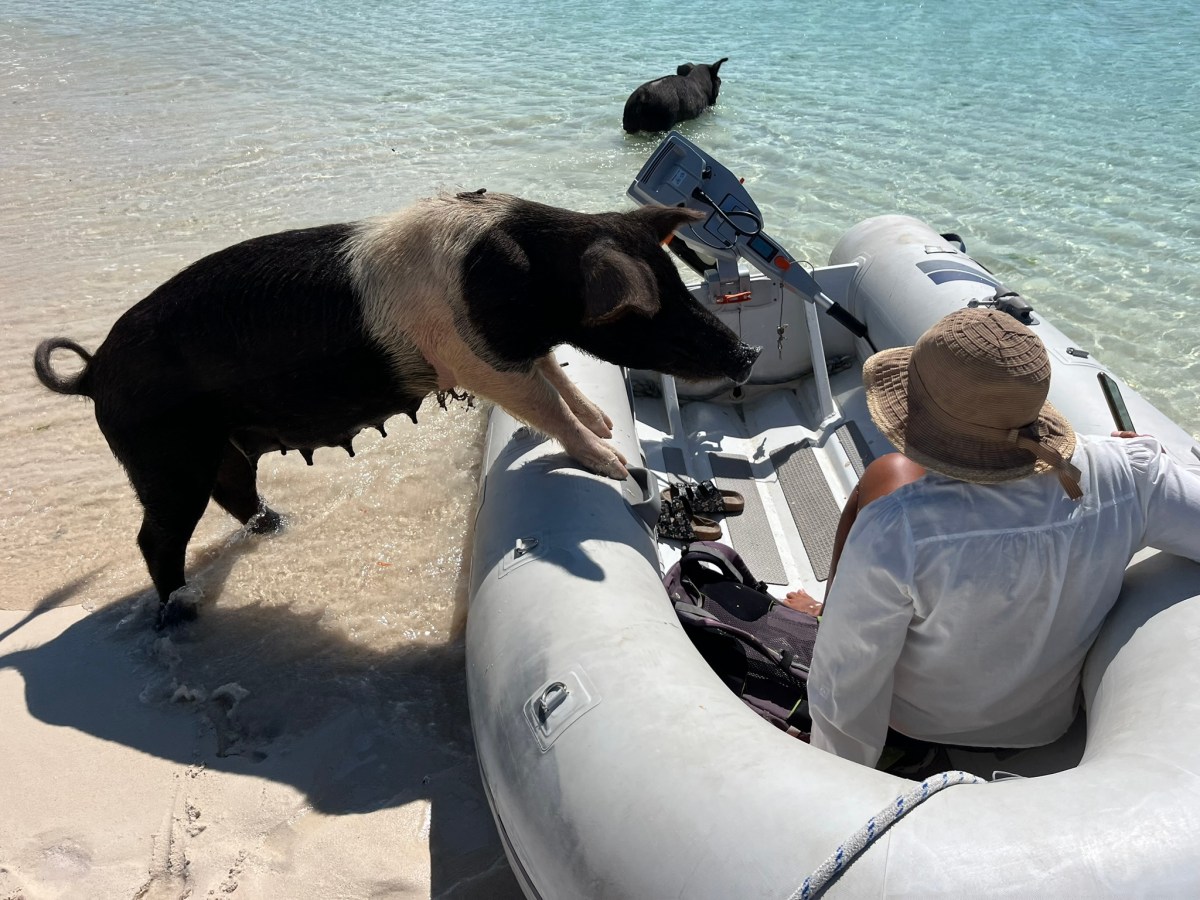 Die glücklichen Schweine von White Bay&nbsp;Cay