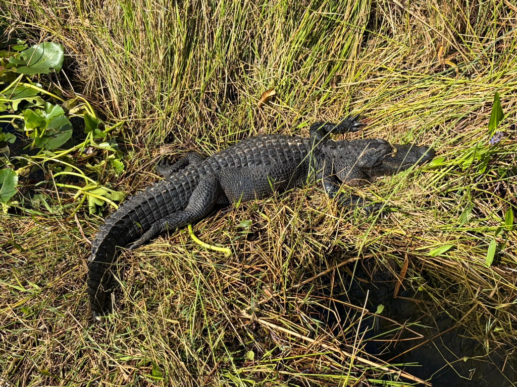 Kayaking in den&nbsp;Everglades