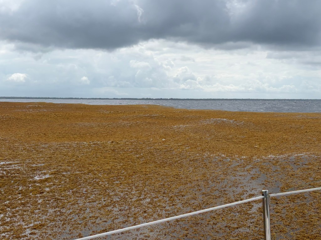 Durch Seegrasteppiche nach&nbsp;Utila