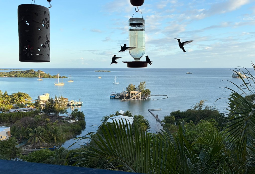 Kolibris und Mücken auf&nbsp;Guanaja